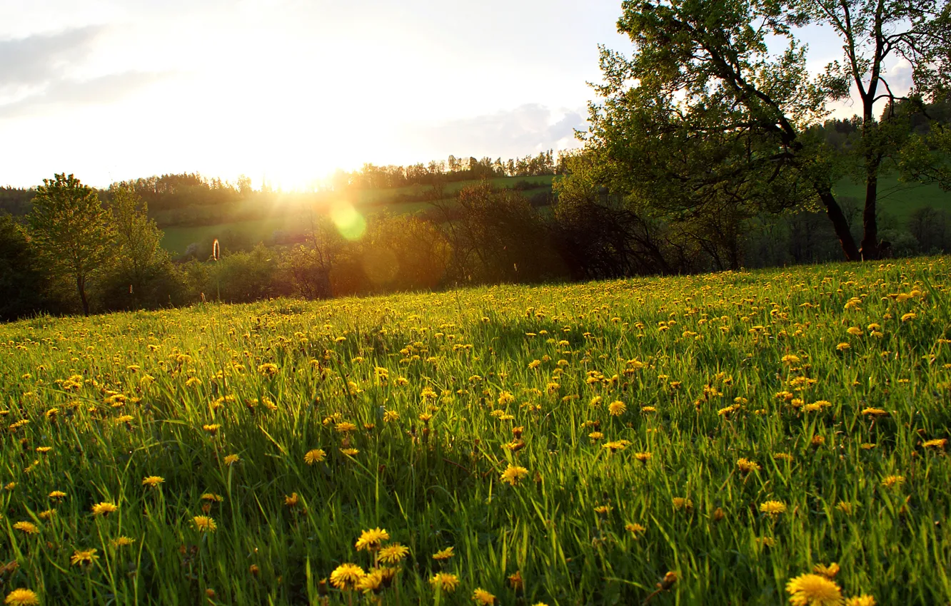 Photo wallpaper forest, grass, the sun, rays, trees, flowers, glade, dandelions