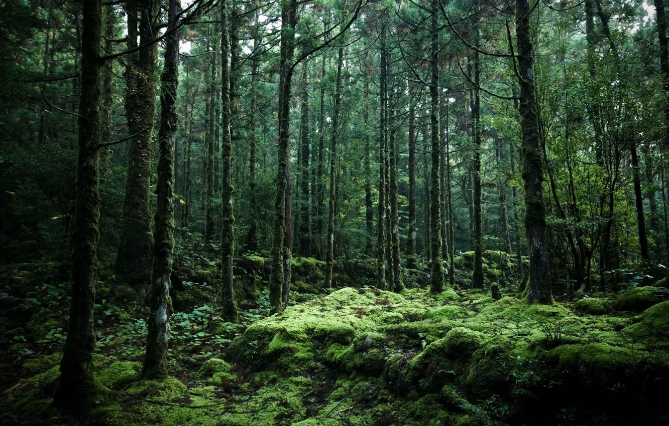 Photo wallpaper forest, trees, nature, Japan, the Yakushima island