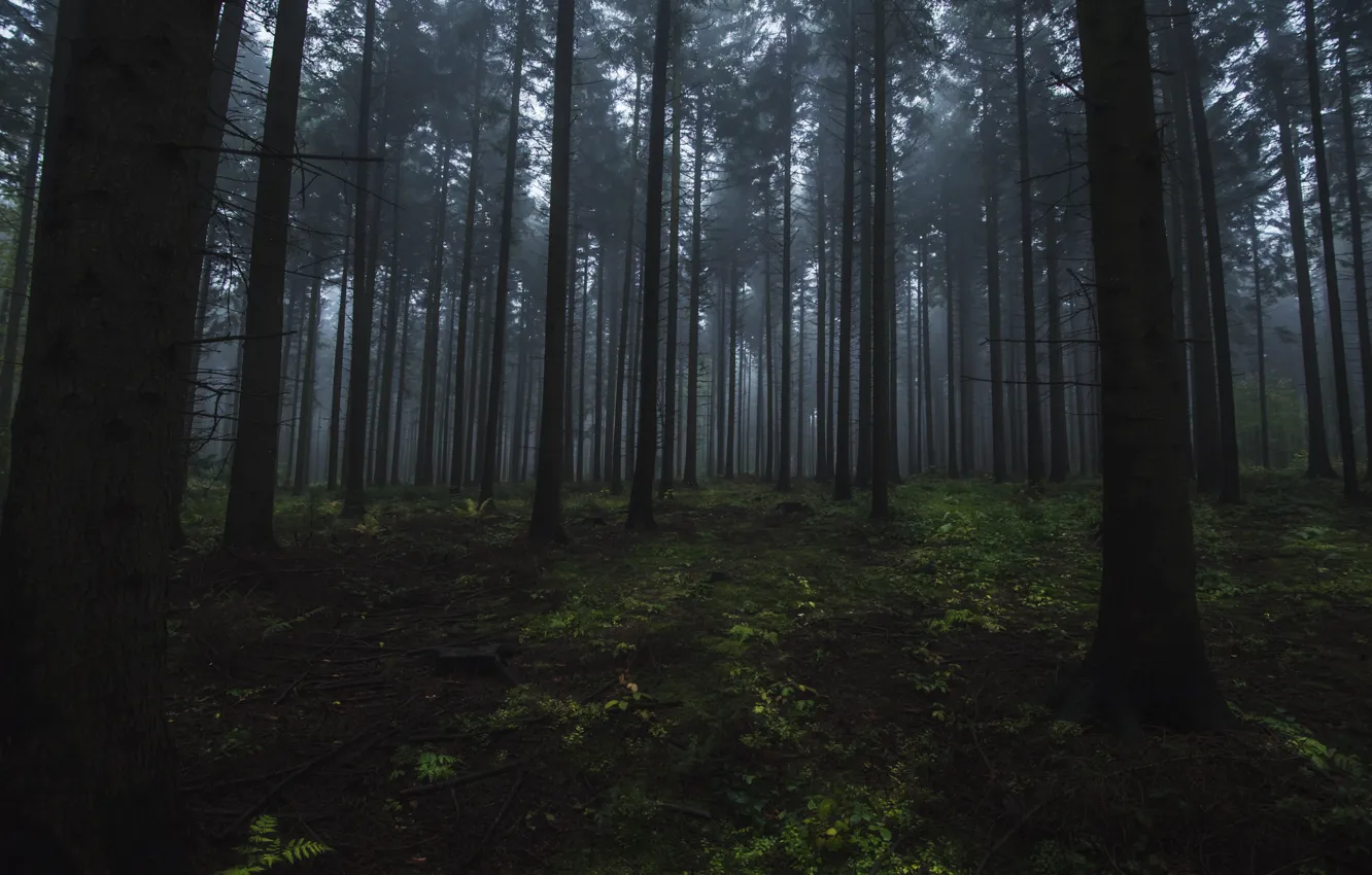 Photo wallpaper forest, trees, nature, fog