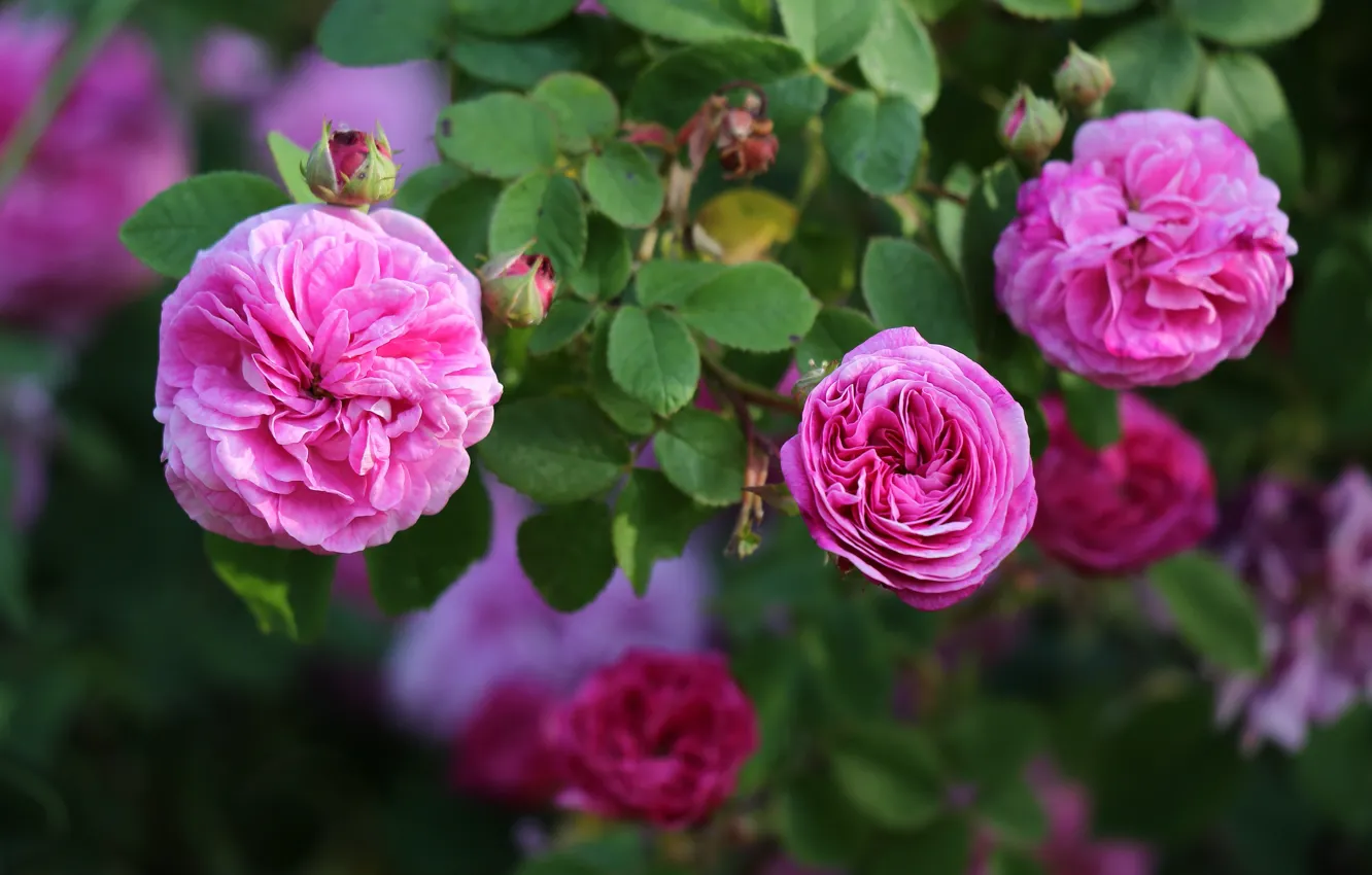 Photo wallpaper leaves, flowers, roses, pink, buds, bokeh, rosette, rose Bush
