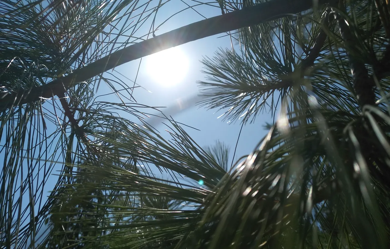 Photo wallpaper needles, pine branch, pine needles, Needles, sun and sky, pine needles, sky and greenery, needles …