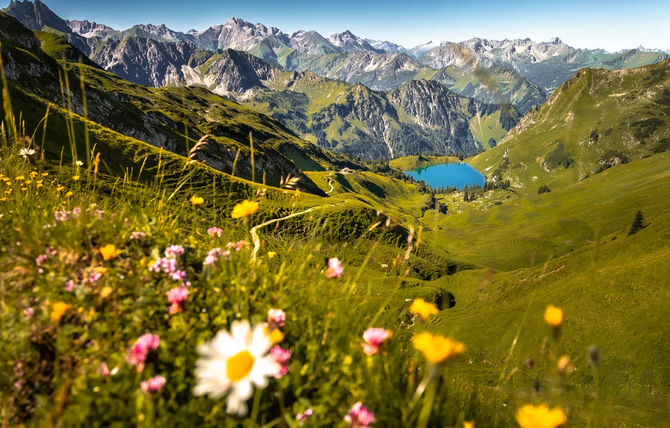 Photo wallpaper field, flowers, mountains, lake, hills, chamomile, slope, field