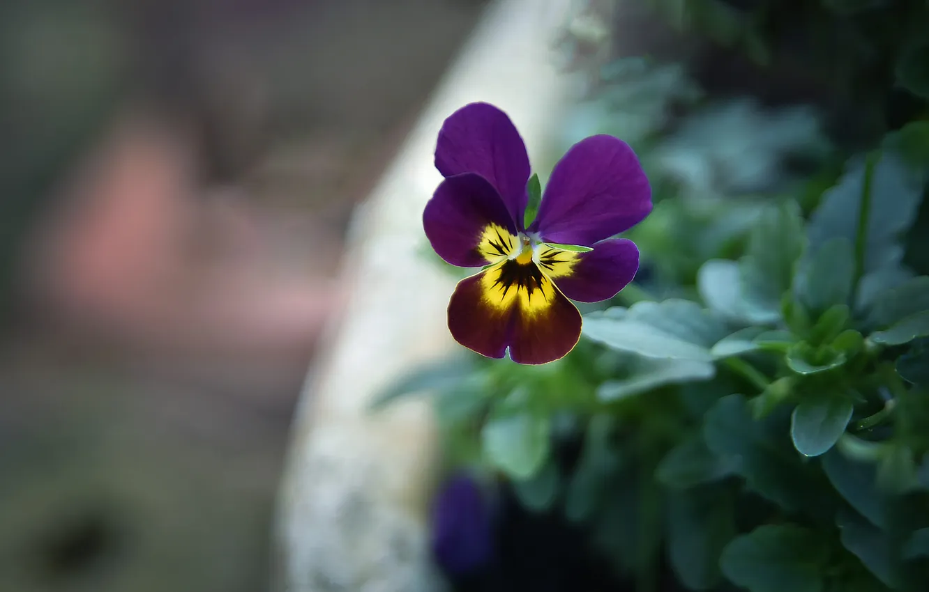 Photo wallpaper purple, leaves, flowers, blur, spring, garden, pot, Pansy