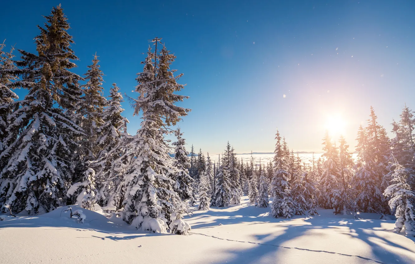 Photo wallpaper cold, winter, forest, the sky, the sun, rays, snow, tree