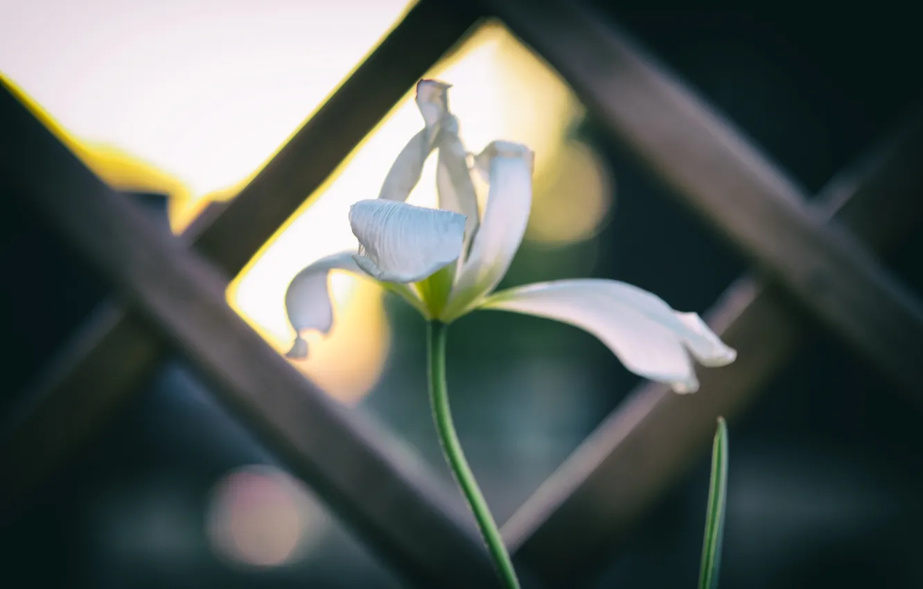 Photo wallpaper flower, petals, white