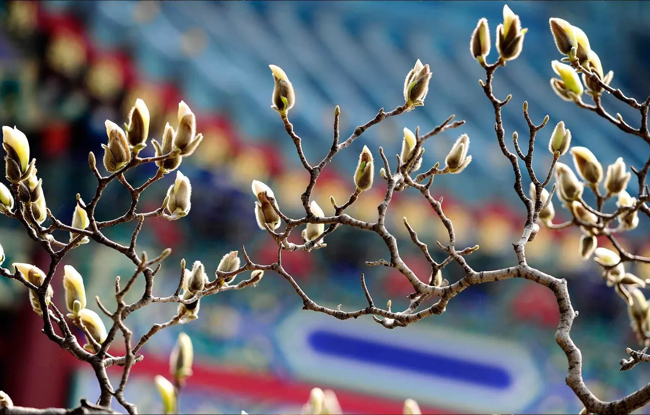 Photo wallpaper branches, spring, Magnolia