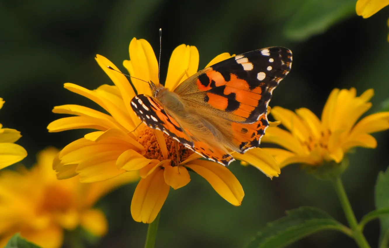 Photo wallpaper summer, butterfly, flowers, insects