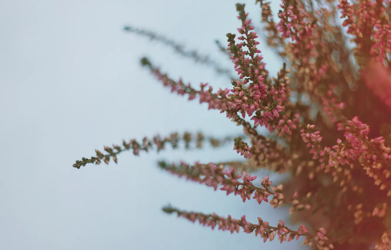 Photo wallpaper flowers, branches, plant, buds