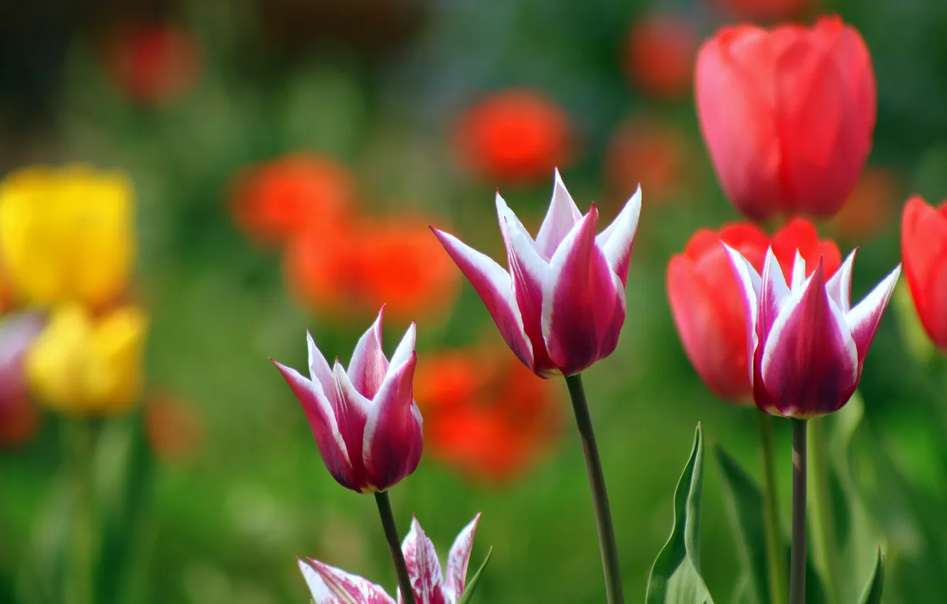 Photo wallpaper plant, spring, tulips