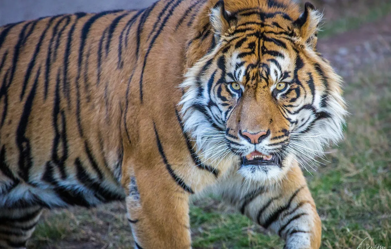 Photo wallpaper face, tiger, predator, wild cat