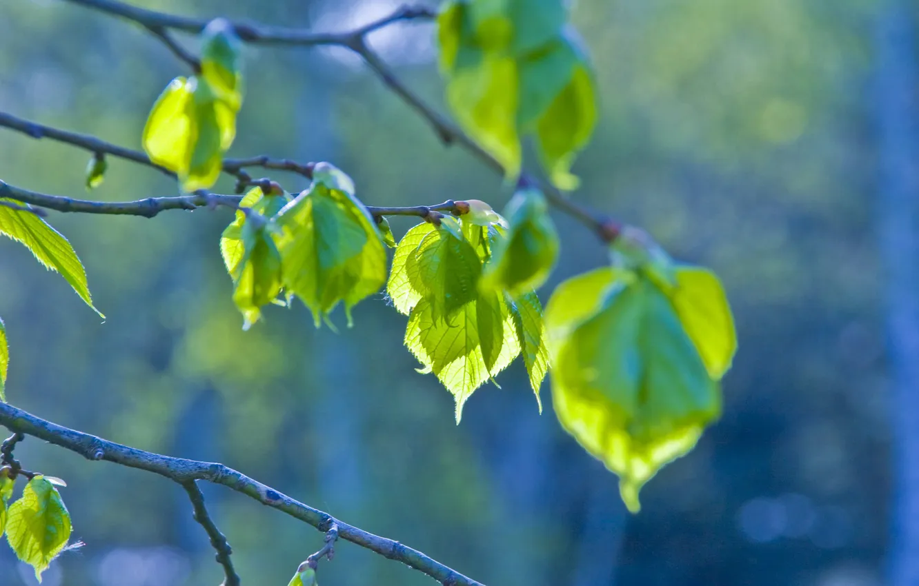 Photo wallpaper greens, leaves, freshness, branches, sprig, tree, branch, spring