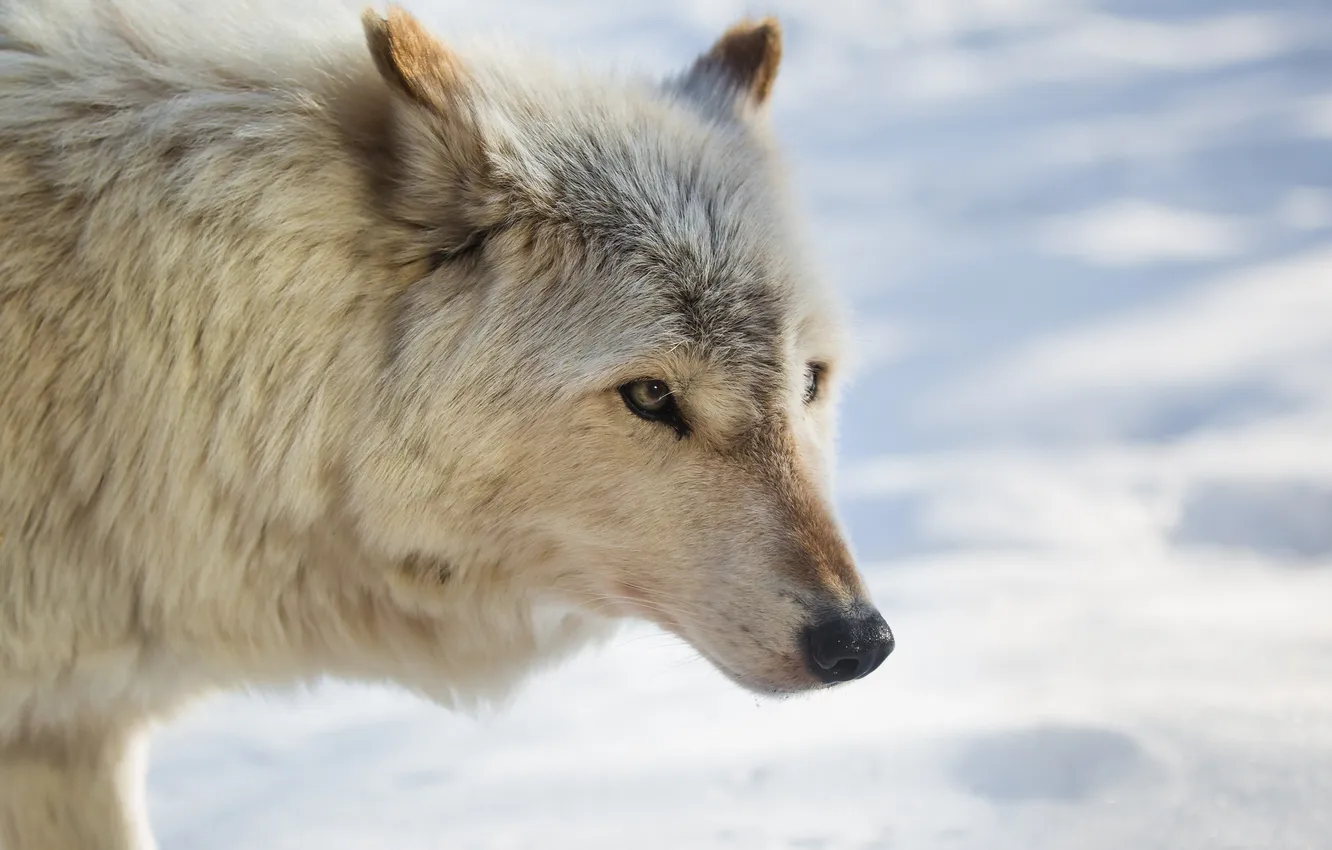 Photo wallpaper winter, face, snow, wolf, fur