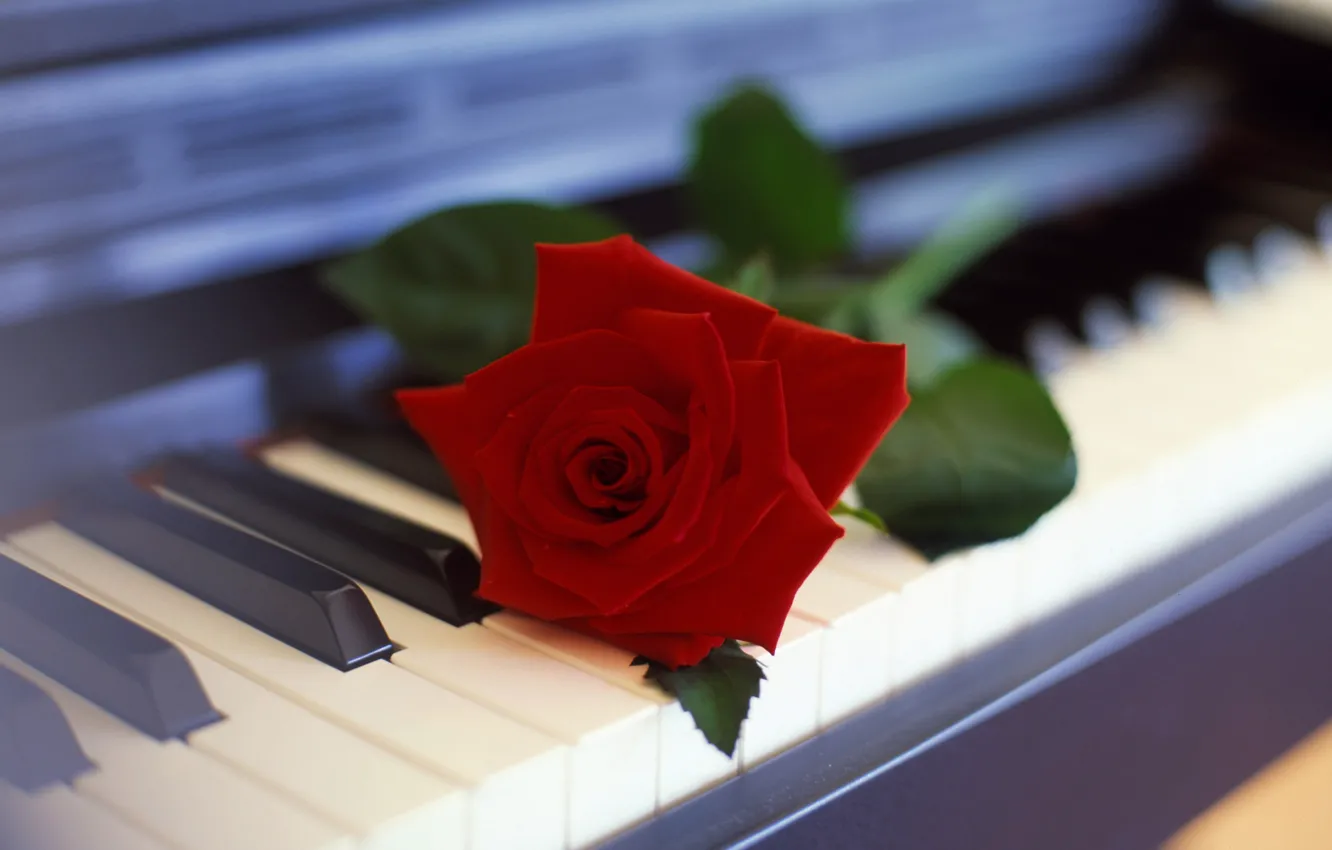 Photo wallpaper flower, rose, piano