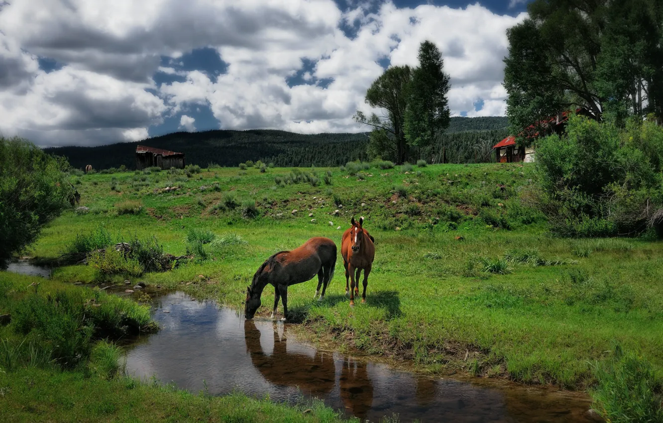 Photo wallpaper greens, forest, summer, grass, trees, nature, stream, horse