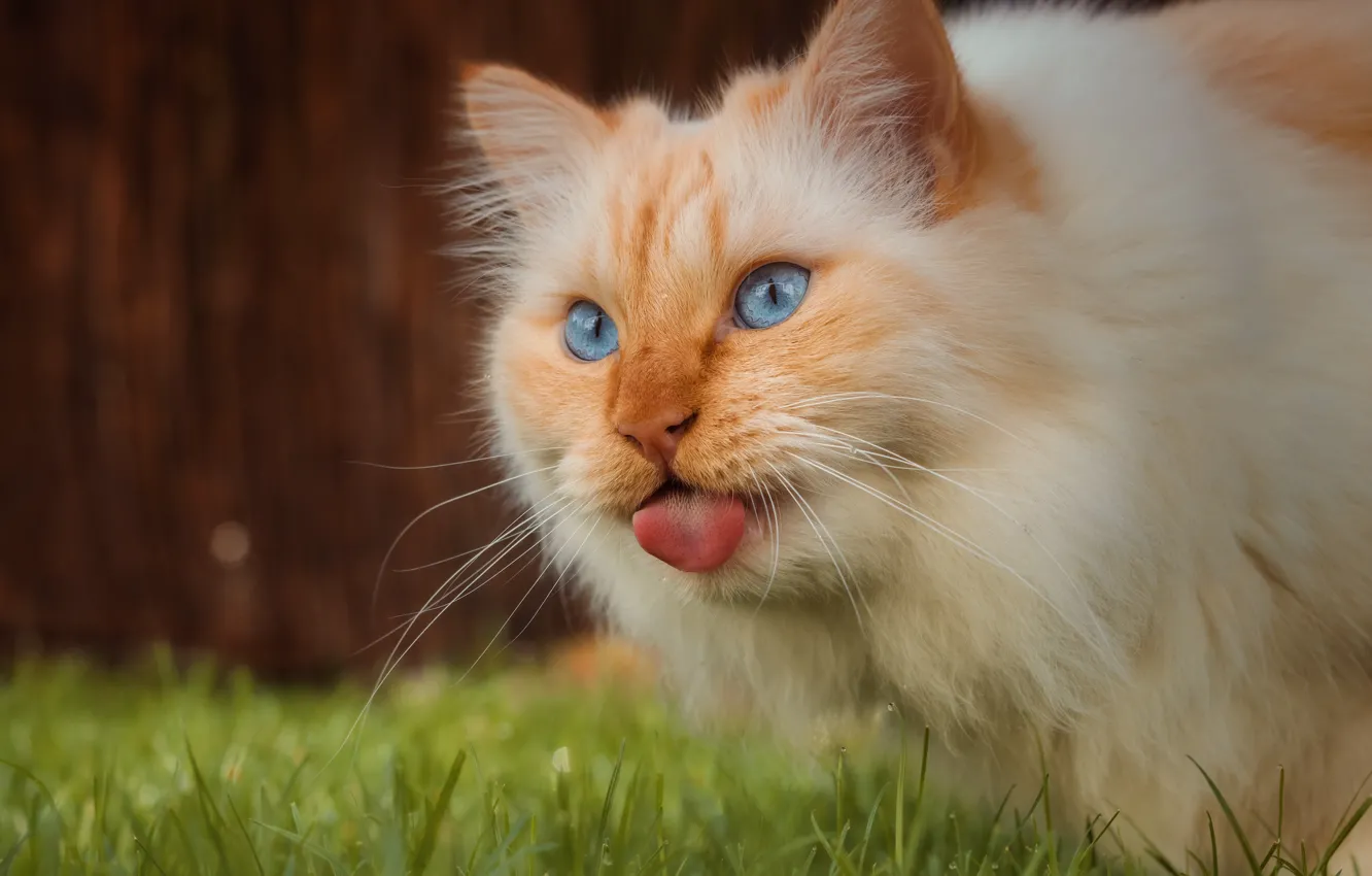 Photo wallpaper pose, look, cat, face, cat