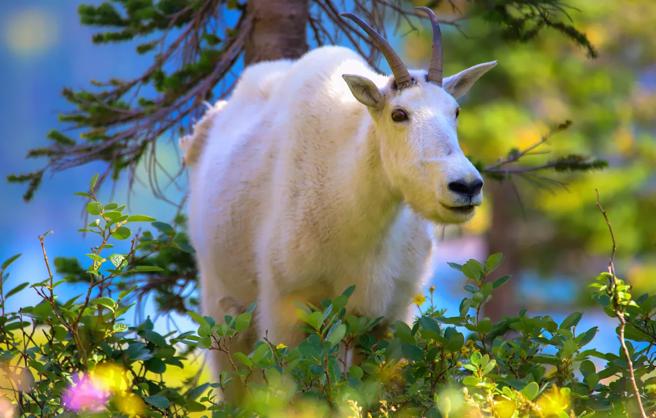 Photo wallpaper white, face, leaves, background, plant, spruce, mountain, goat