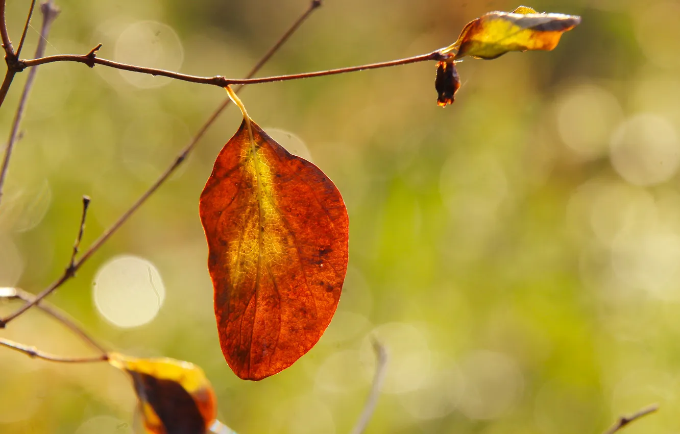 Photo wallpaper red, autumn, leafs, fall, twig