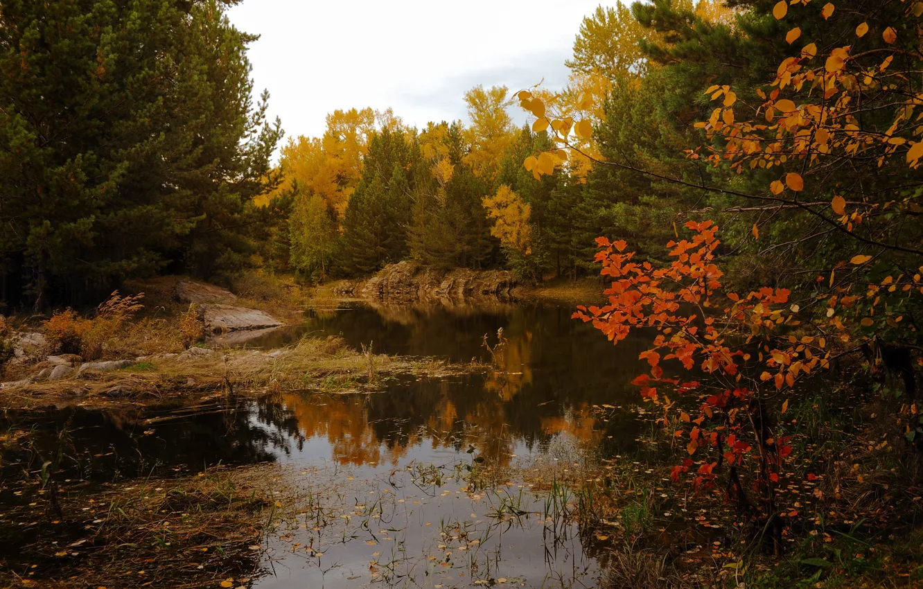Photo wallpaper forest, trees, river