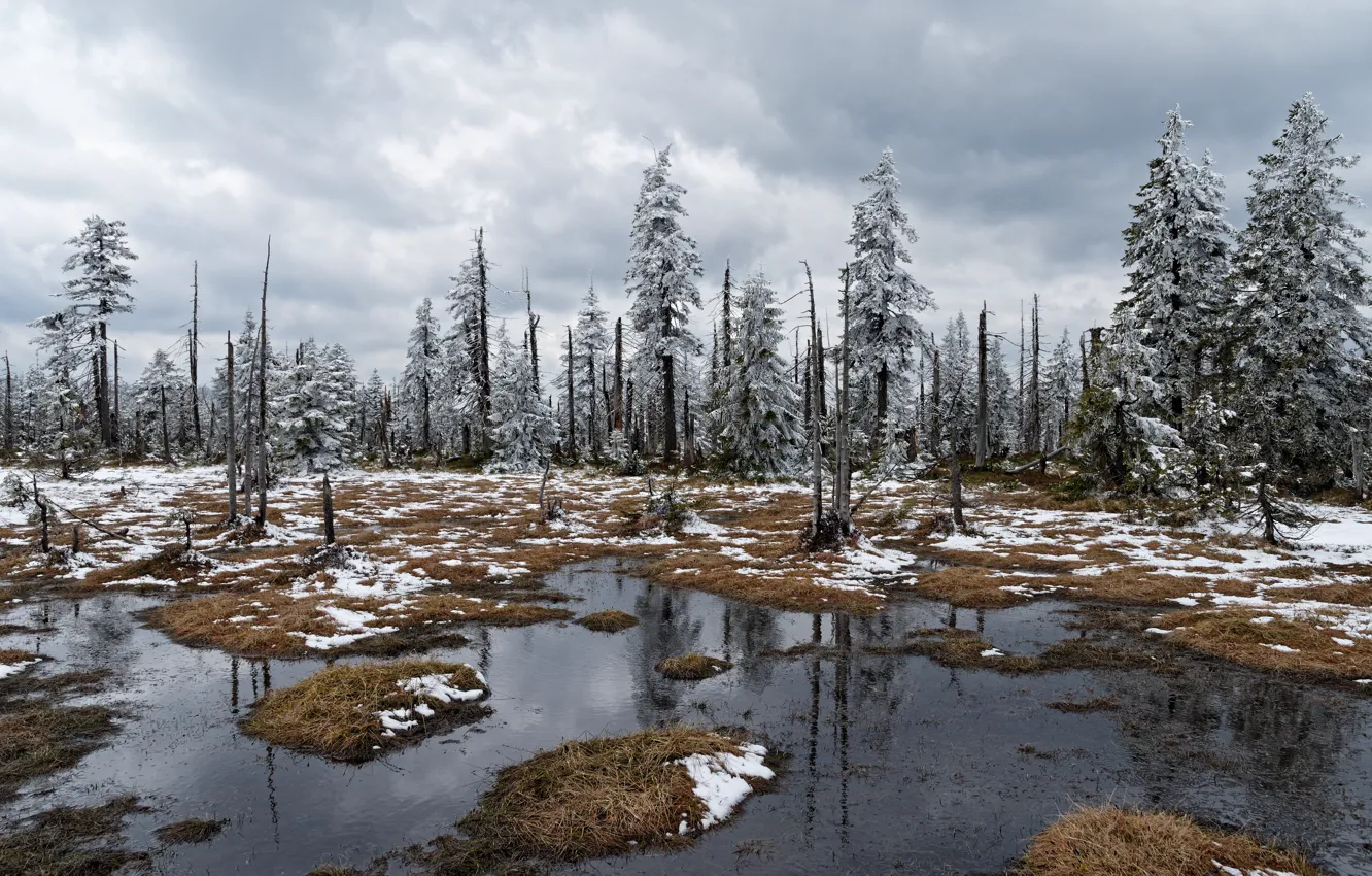 Photo wallpaper cold, forest, snow, trees