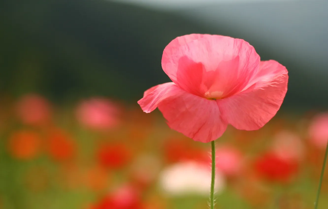 Photo wallpaper field, summer, macro, flowers, glade, Mac, petals, pink