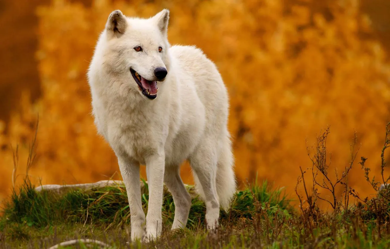 Photo wallpaper nature, Gray Wolf, face, animal, wolf, canis lupus, wildlife, head