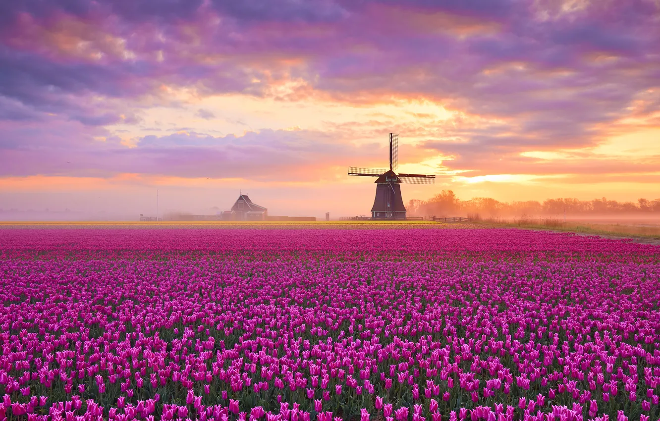 Photo wallpaper field, the sky, the sun, clouds, flowers, fog, dawn, mill