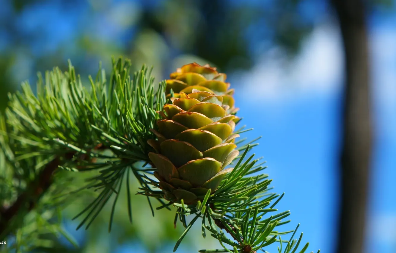 Photo wallpaper pine, twig, cone