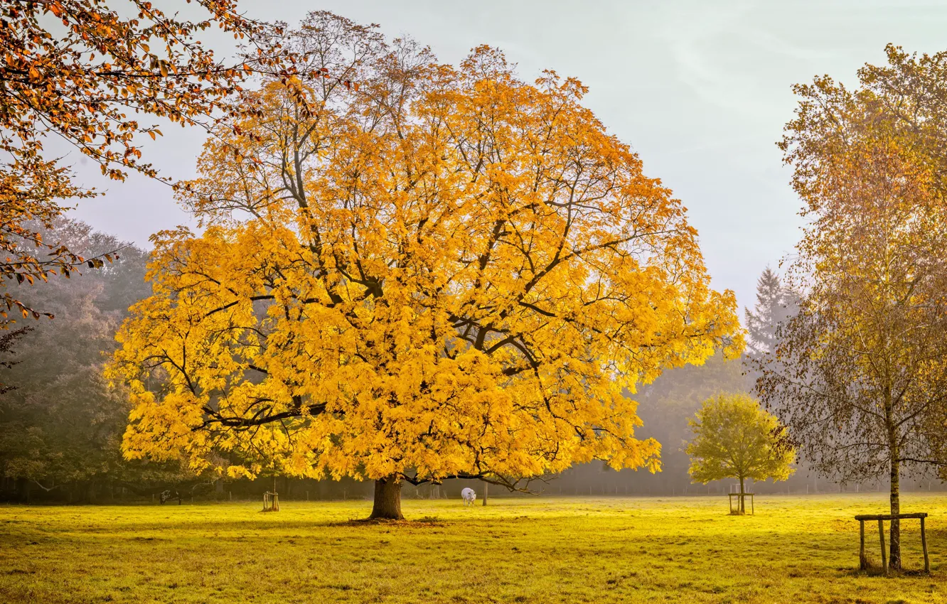 Photo wallpaper field, autumn, trees