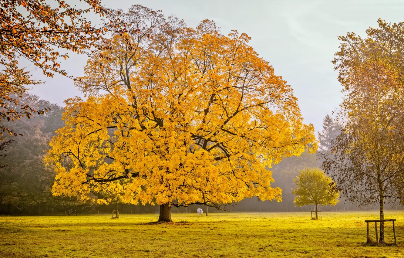 Photo wallpaper field, autumn, tree