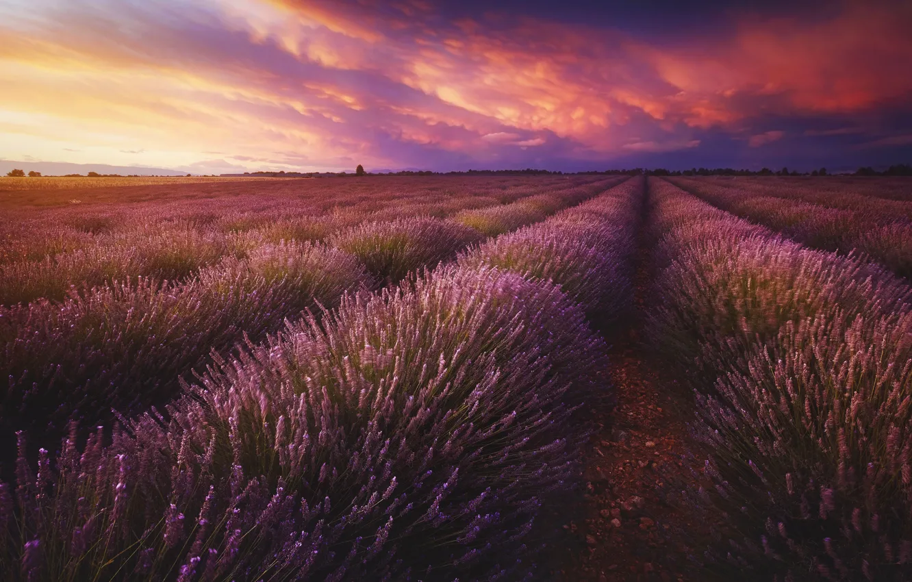 Photo wallpaper field, the sky, clouds, landscape, sunset, flowers, nature, perspective