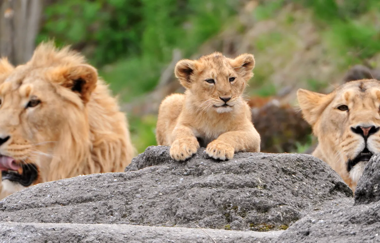 Photo wallpaper stones, Leo, family, lioness, lion