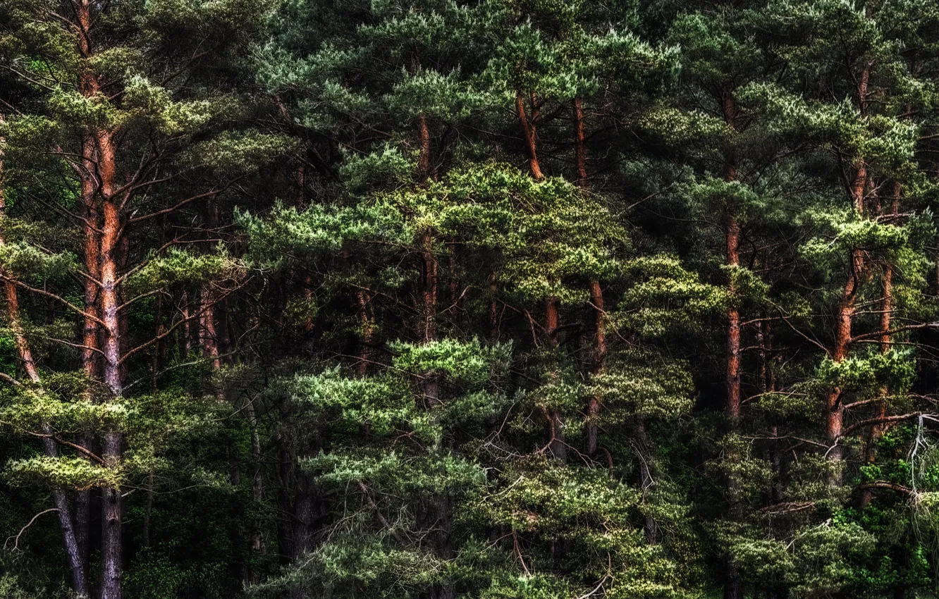 Photo wallpaper forest, nature, pine