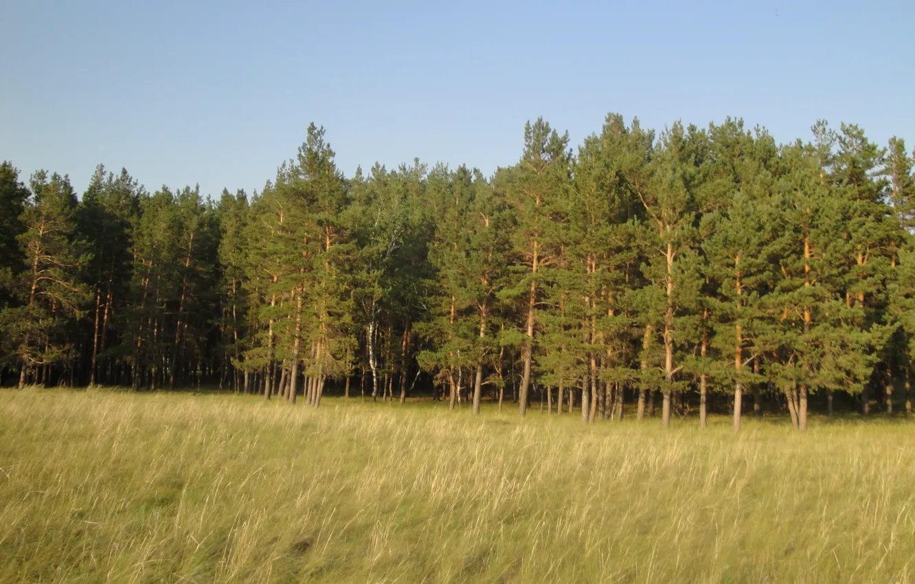 Photo wallpaper forest, grass, yellow, pine