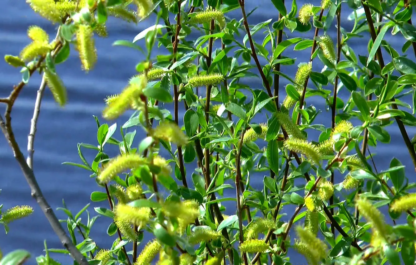 Photo wallpaper nature, beauty, spring