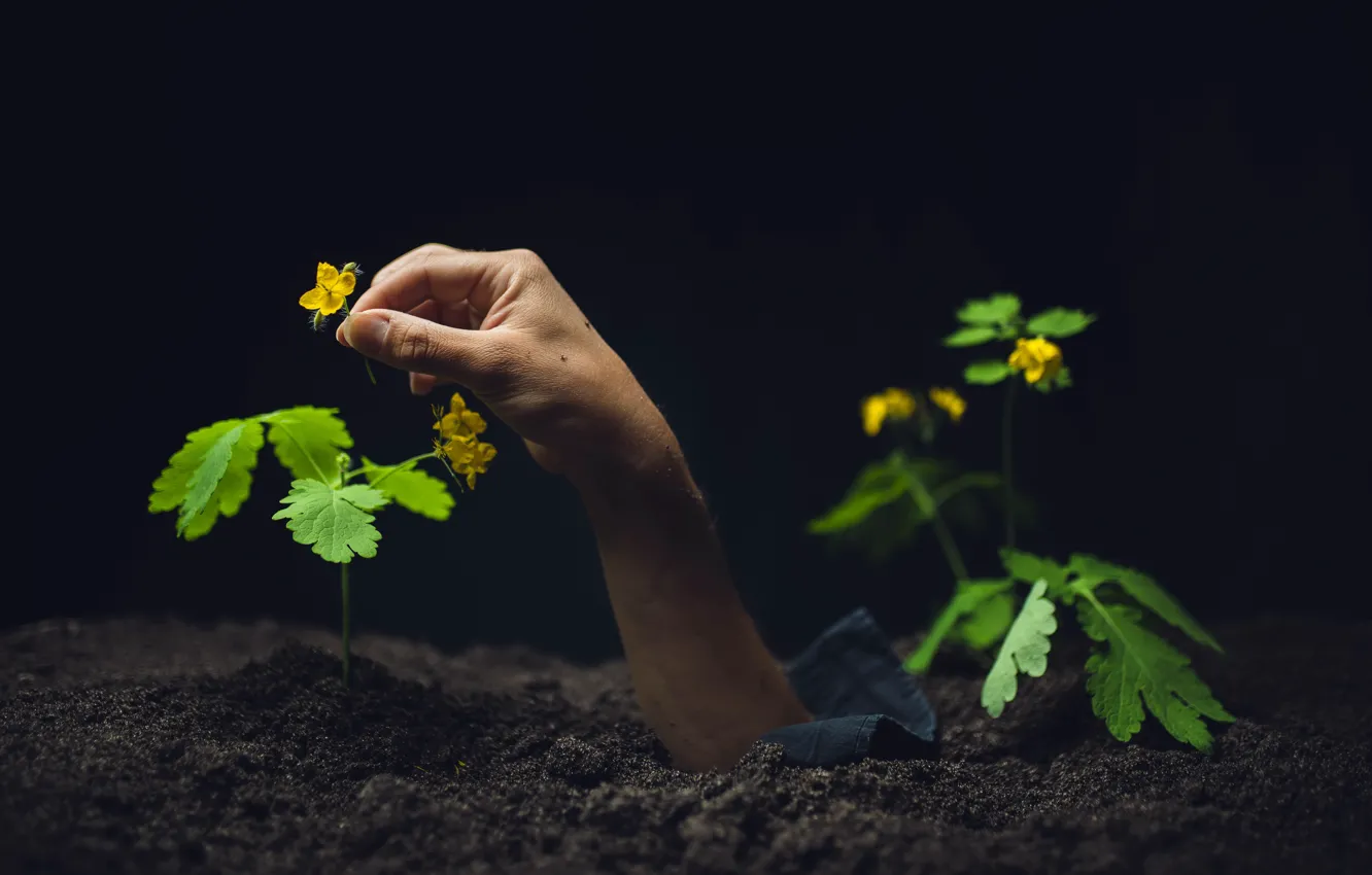Photo wallpaper flowers, earth, hands