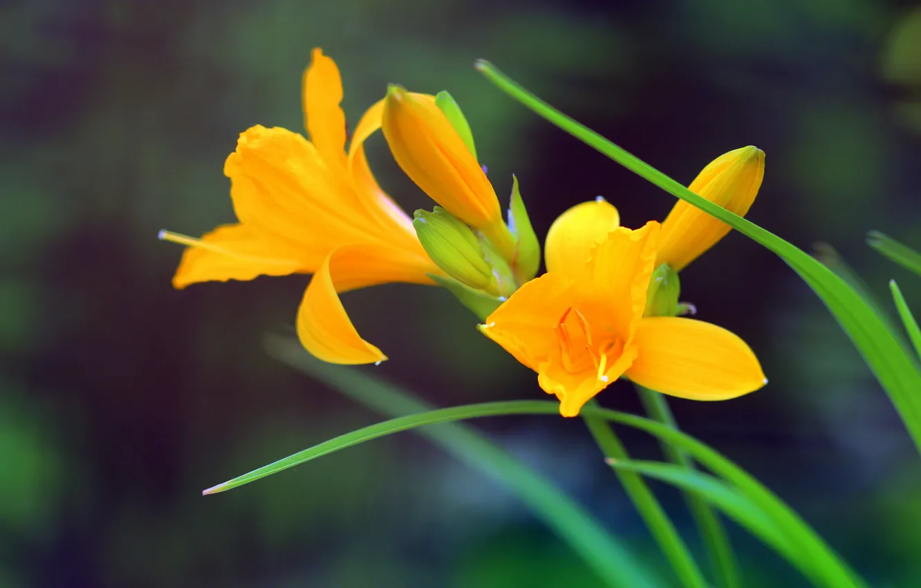 Photo wallpaper Bokeh, Bokeh, Yellow flowers, Yellow flowers, Yellow lily, Yellow lilies