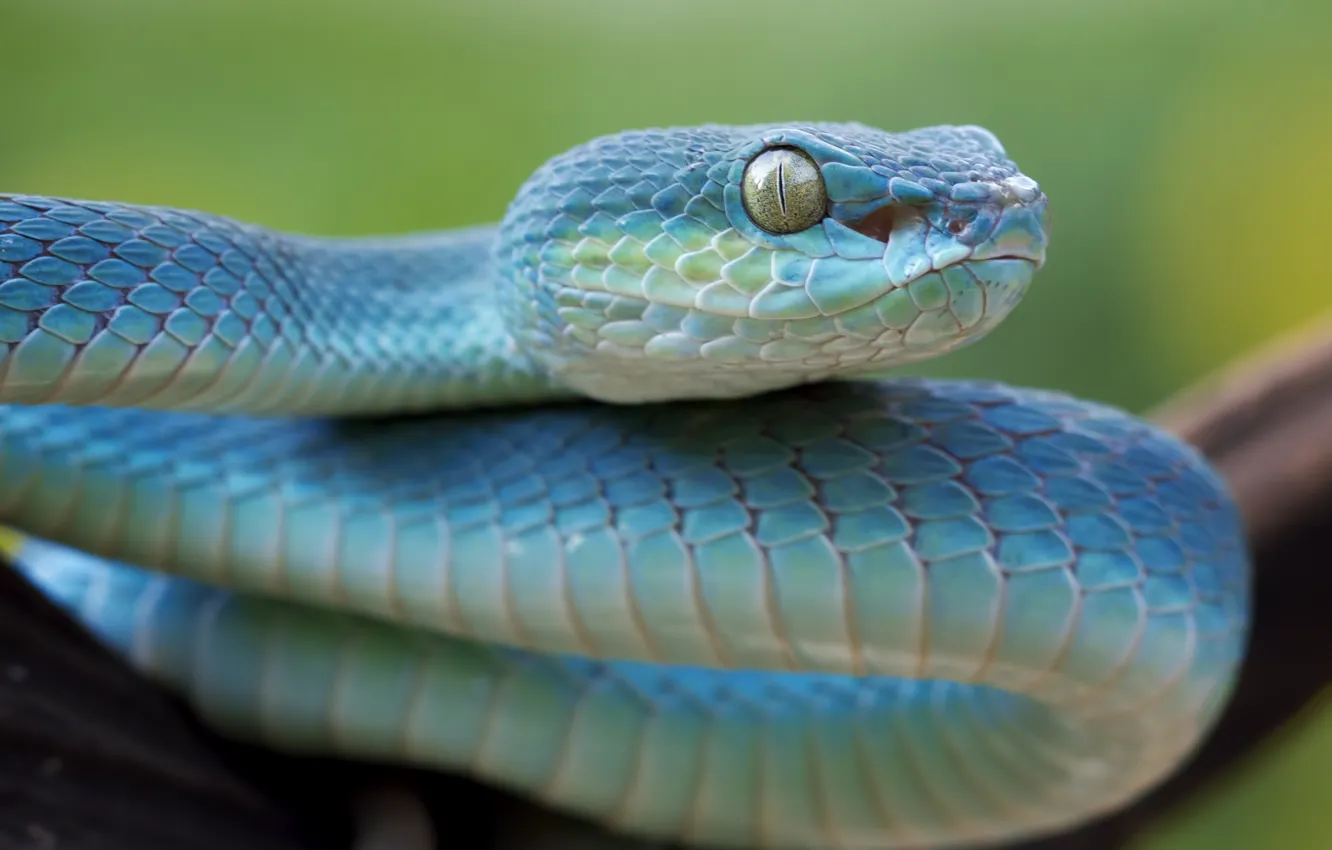 Photo wallpaper eyes, snake, viper, snake, Viper