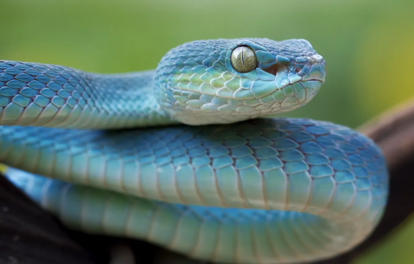 Photo wallpaper eyes, snake, Viper, Snake, Viper