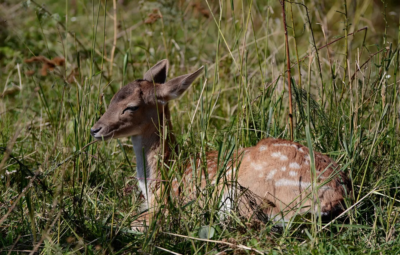 Photo wallpaper animal, baby, Nature Park, dappled deer