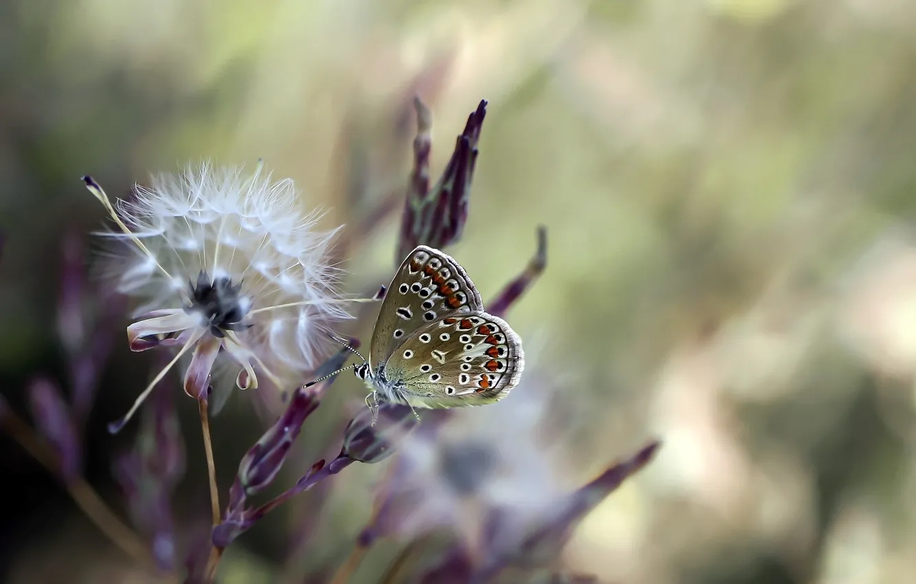 Photo wallpaper butterfly, insect, butterfly, blurred background, insect, blurred background