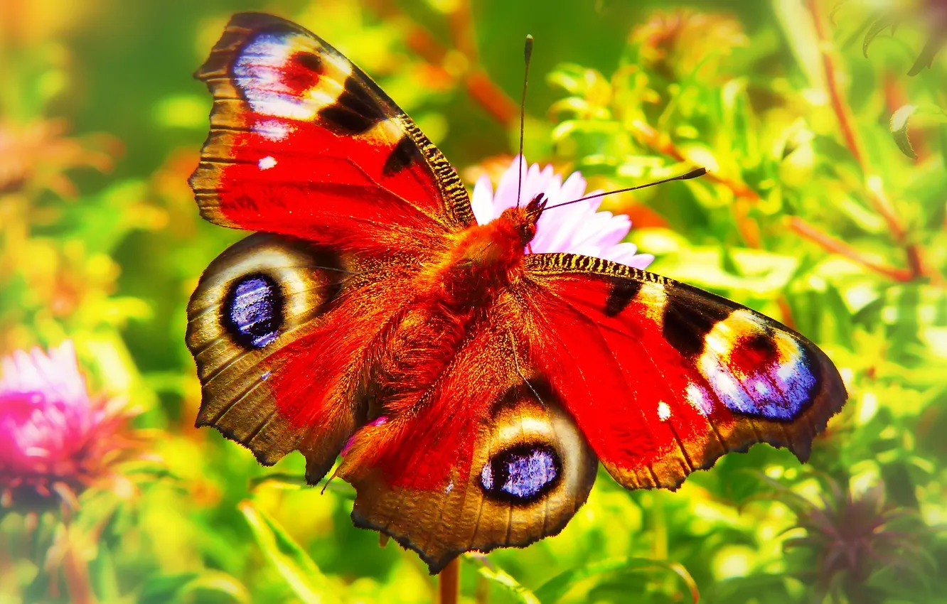 Photo wallpaper flowers, macro, butterfly, wings, beautiful, closeup