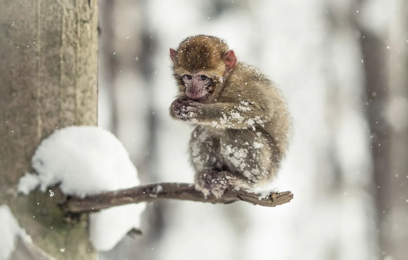 Photo wallpaper cold, look, snow, nature, monkey