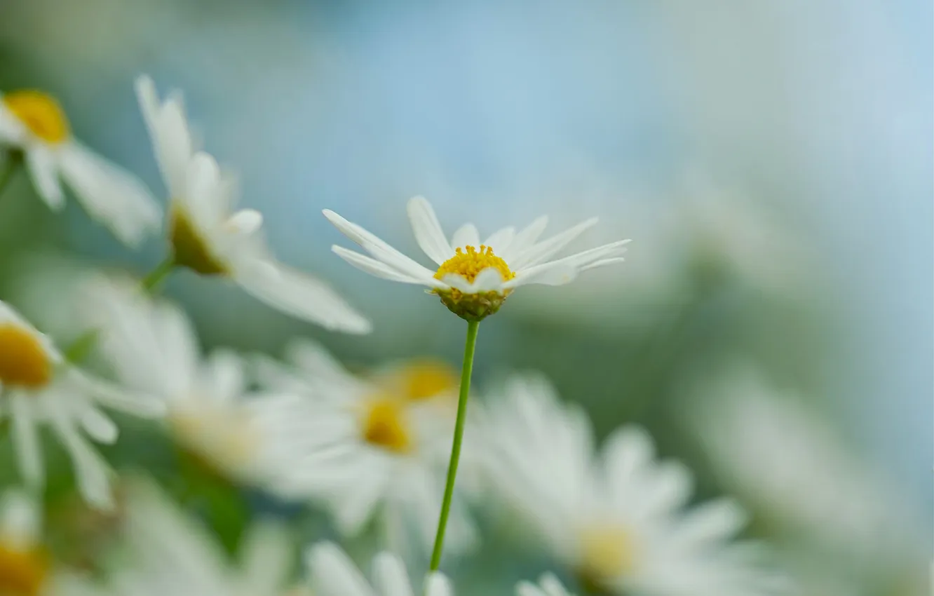 Photo wallpaper background, chamomile, Daisy, white