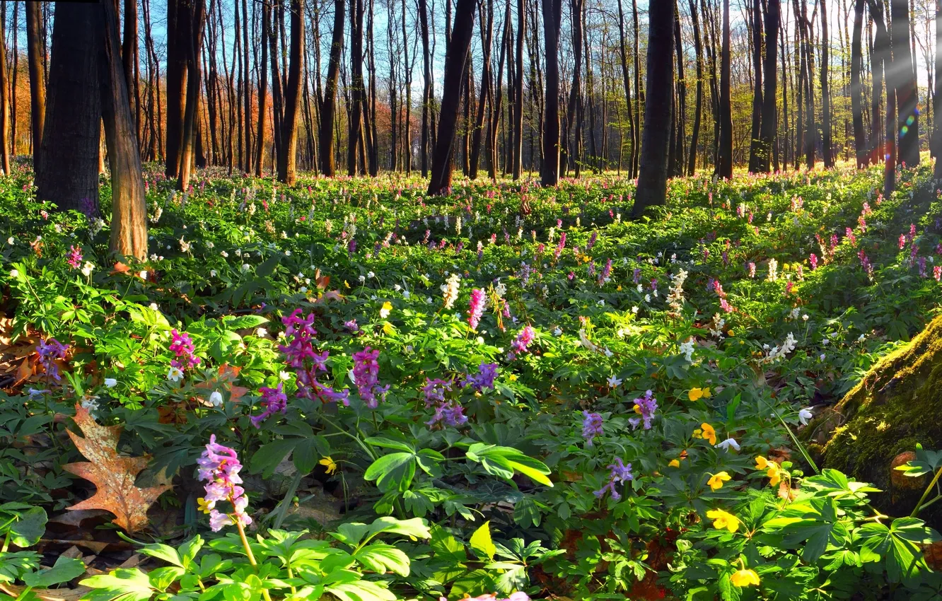Photo wallpaper forest, the sun, trees, flowers, nature, moss, high, Sunshine wood