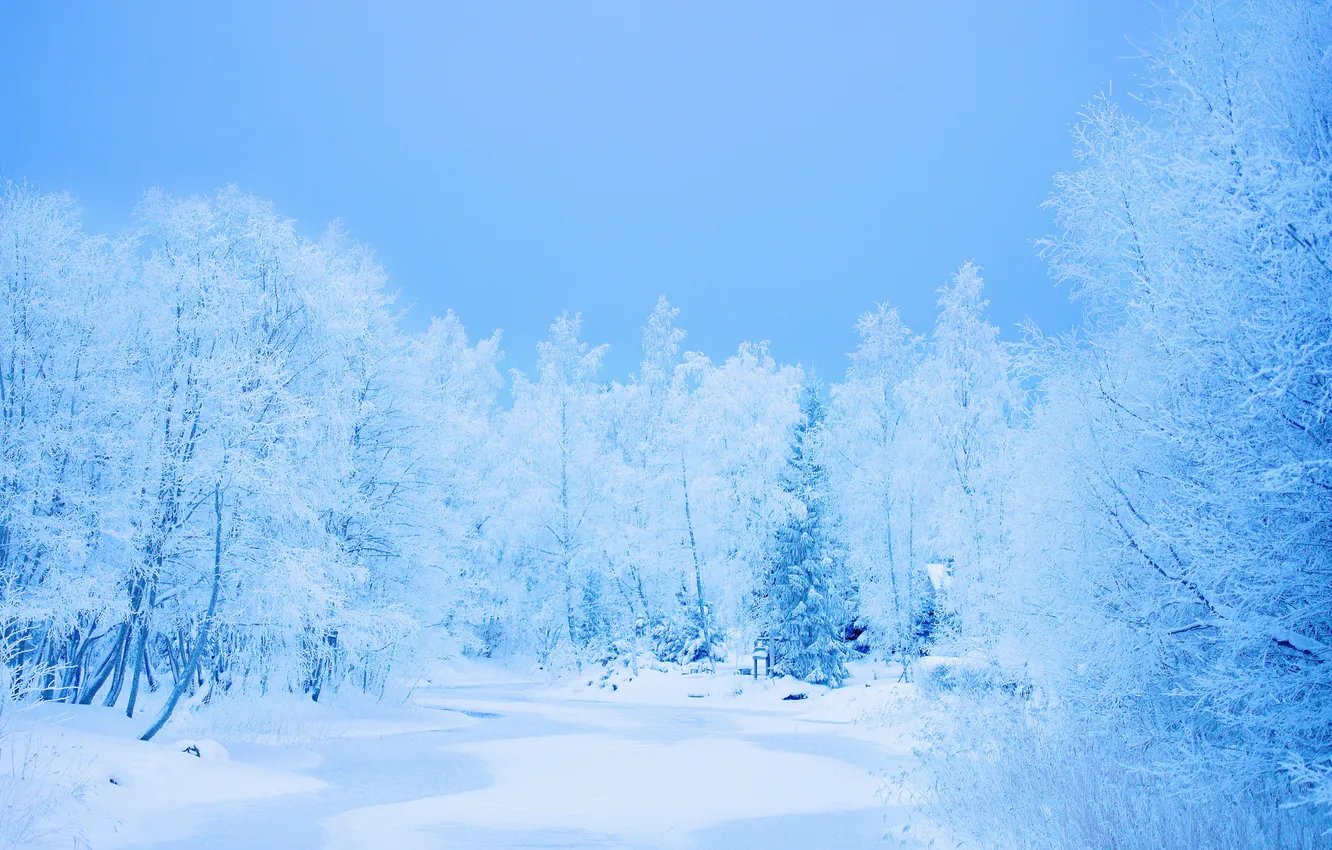 Photo wallpaper winter, forest, snow, trees, frost