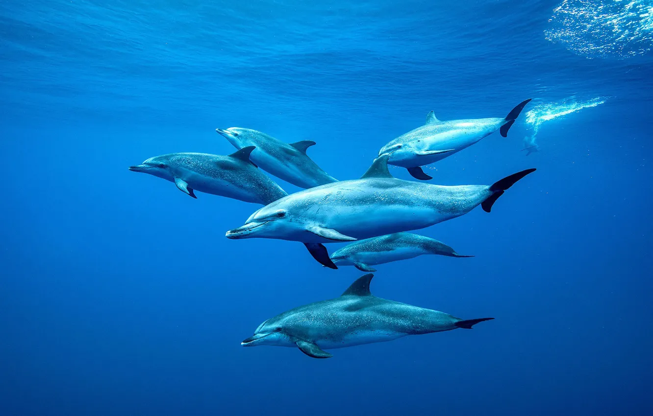Photo wallpaper dolphins, Canary Islands, The Atlantic ocean, Tenerife