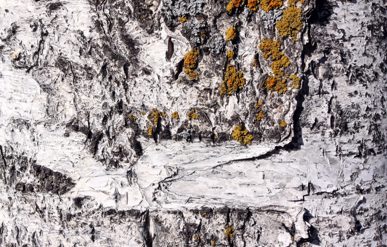 Photo wallpaper background, tree, bark
