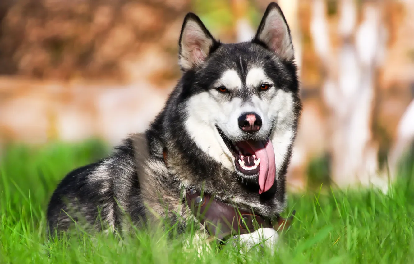 Photo wallpaper language, each, weed, husky