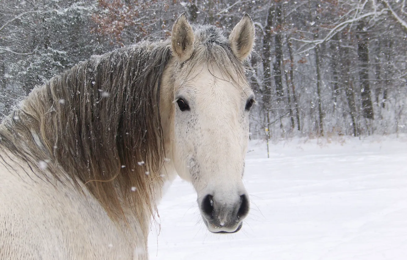 Photo wallpaper white, face, horse, horse