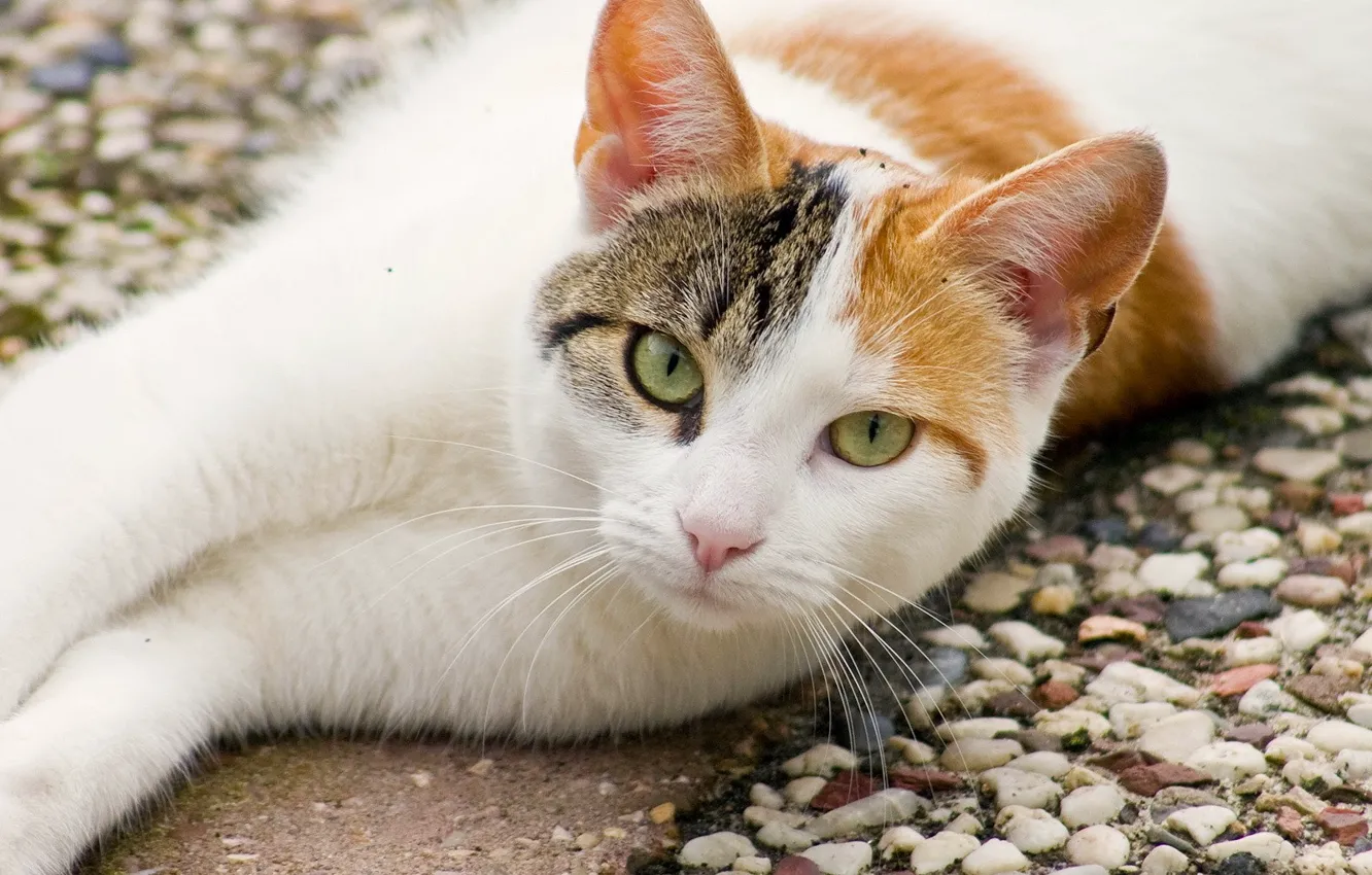 Photo wallpaper look, Koshak